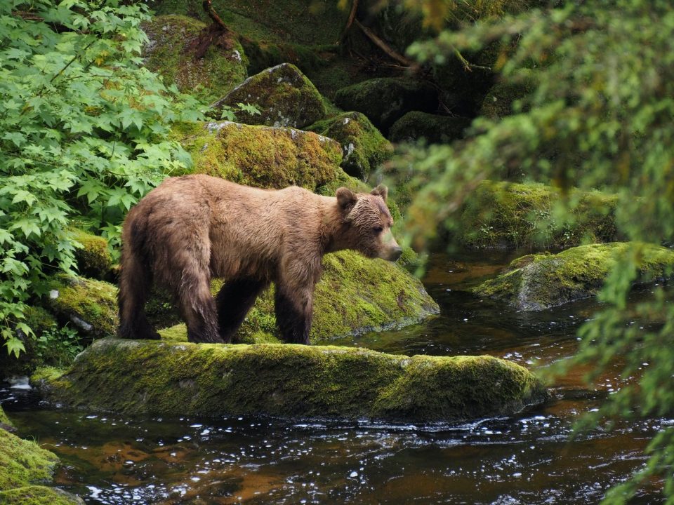 grizzly bear in lush alaskan forest stream