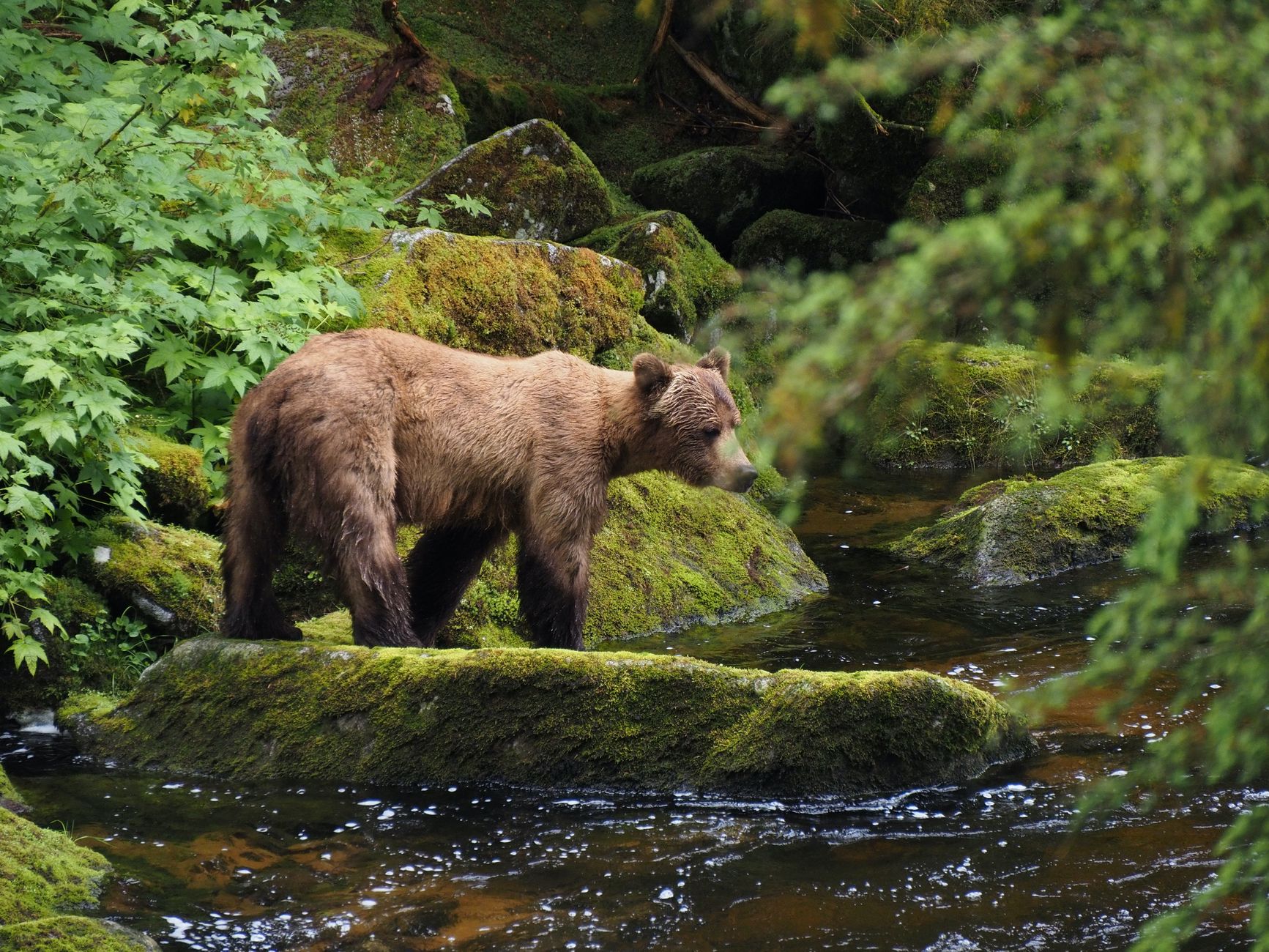 grizzly bear in lush alaskan forest stream