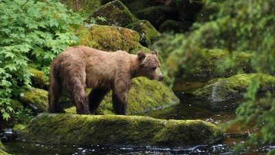 grizzly bear in lush alaskan forest stream