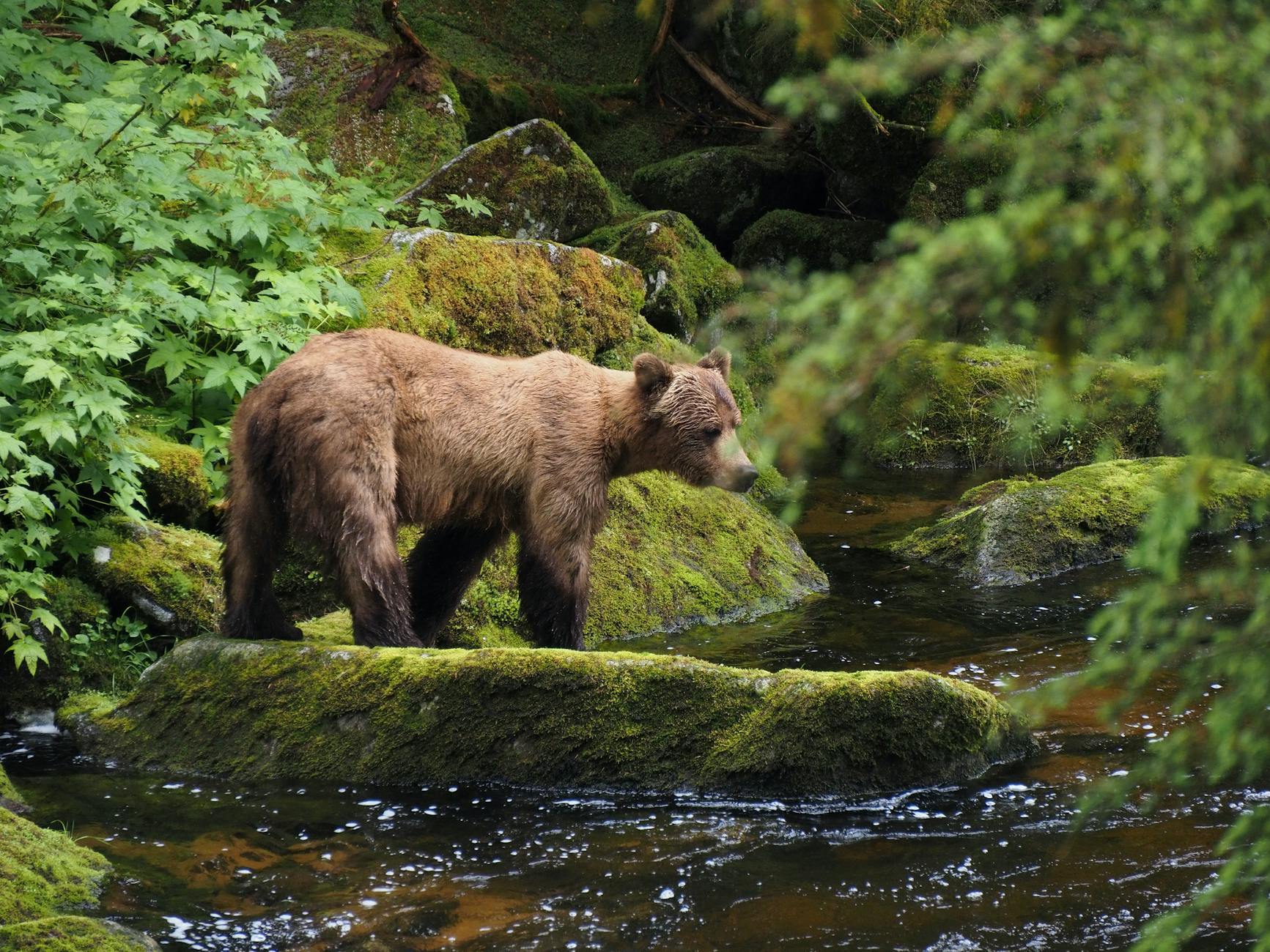 grizzly bear in lush alaskan forest stream