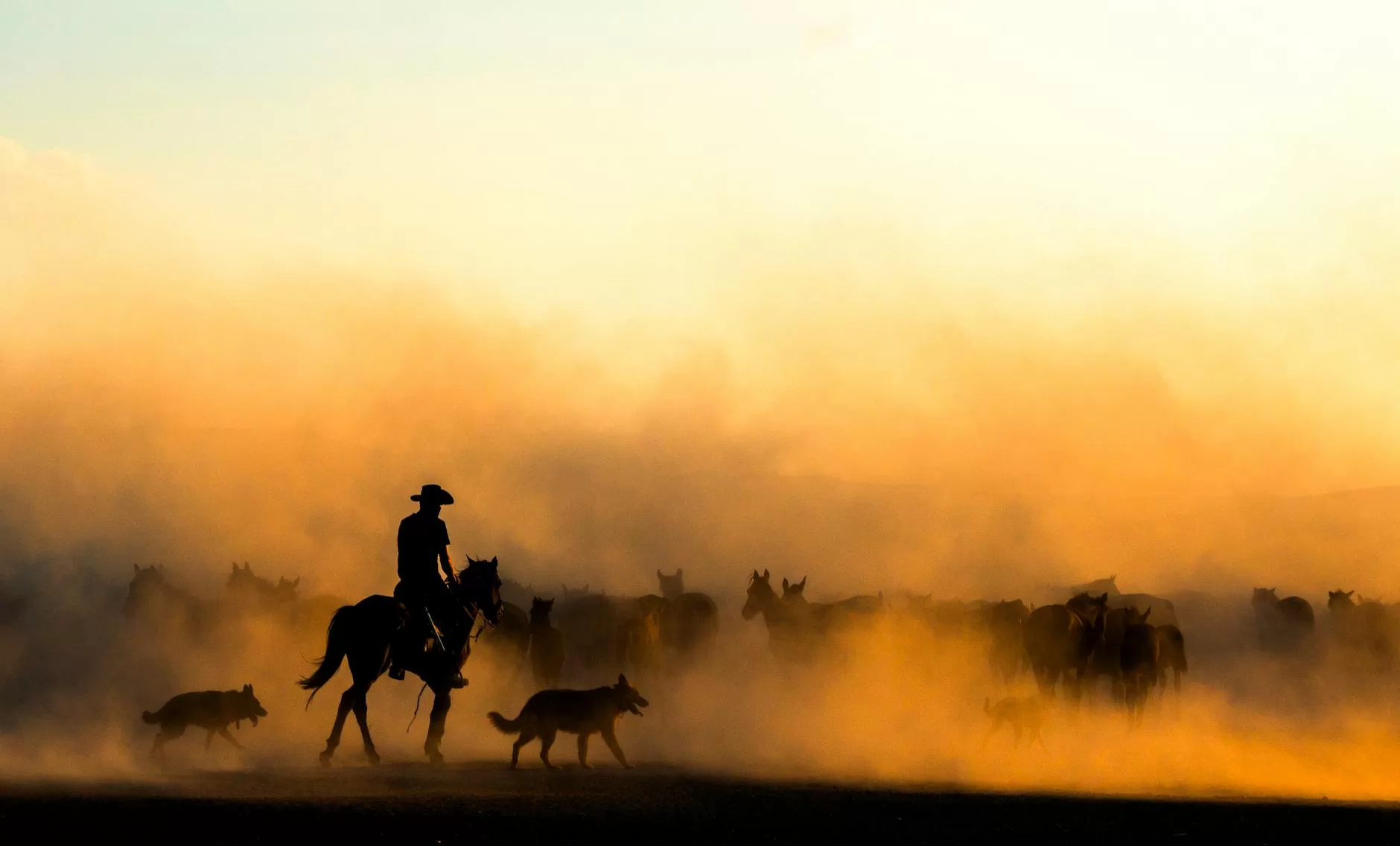 cowboy herding horses in dusty sunset