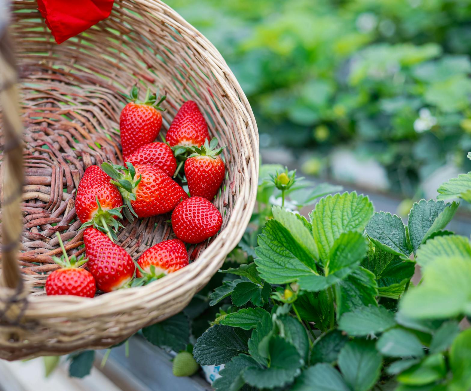 fresh strawberries in basket in lush garden setting