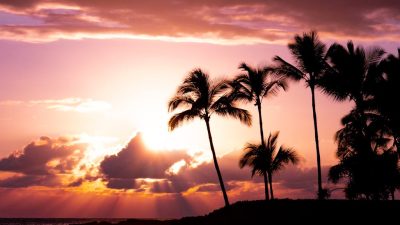 silhouette of palm trees
