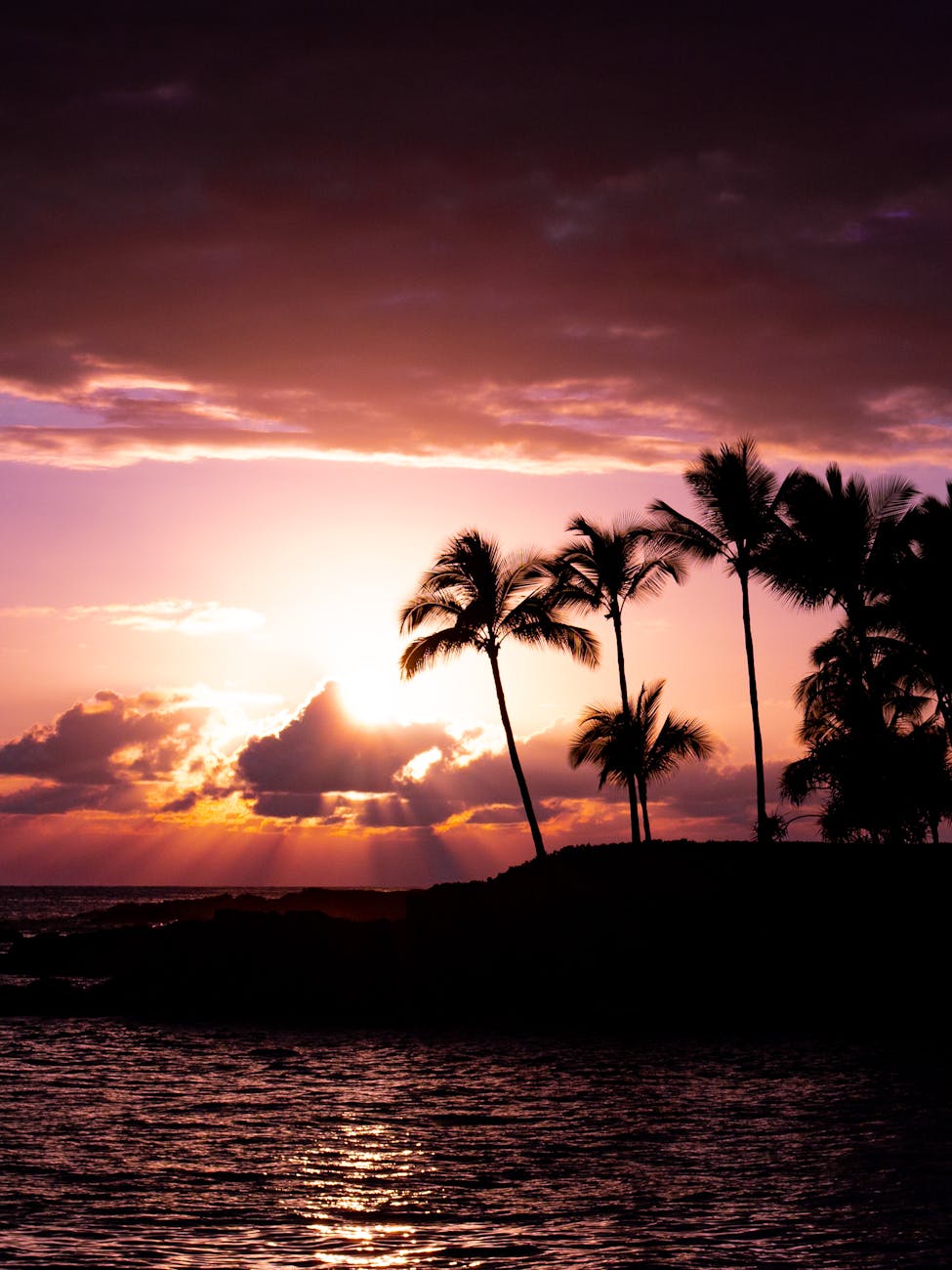 silhouette of palm trees