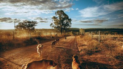 dogs walking on countryside road during sunset