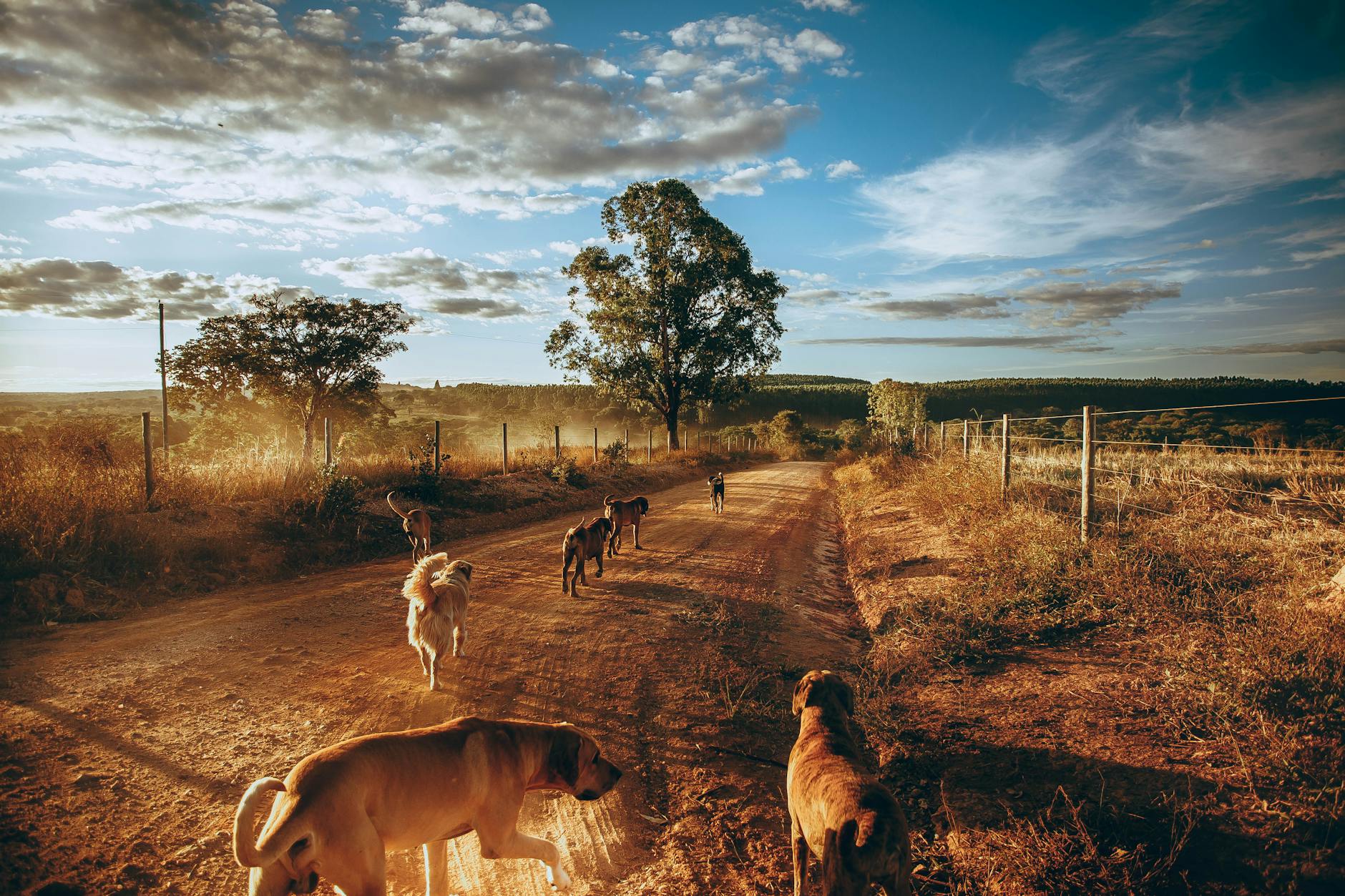dogs walking on countryside road during sunset