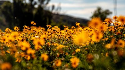 yellow flower field