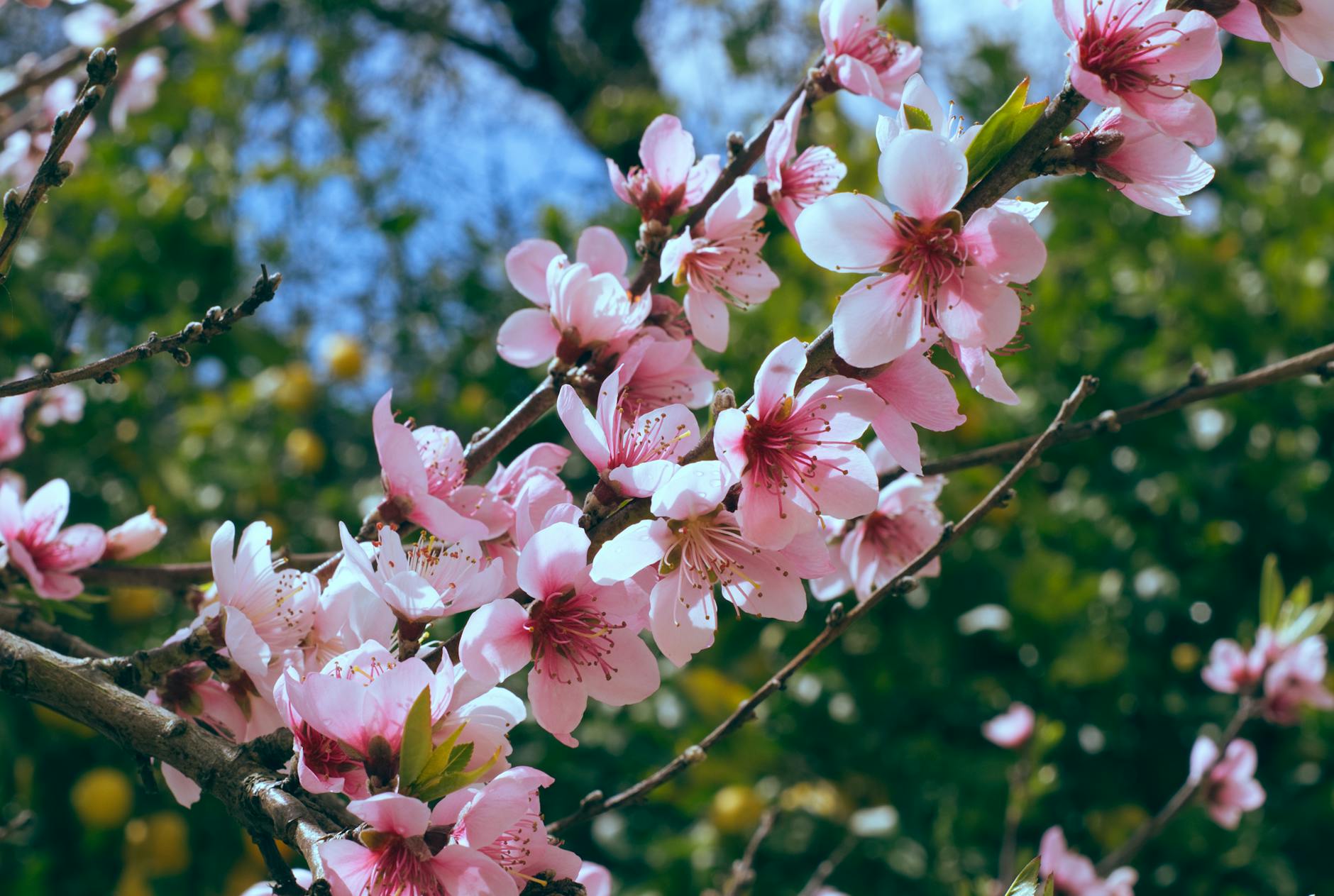 pink flowers