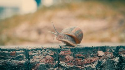brown snail on gray concrete surface