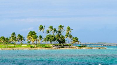 green coconut trees on beach