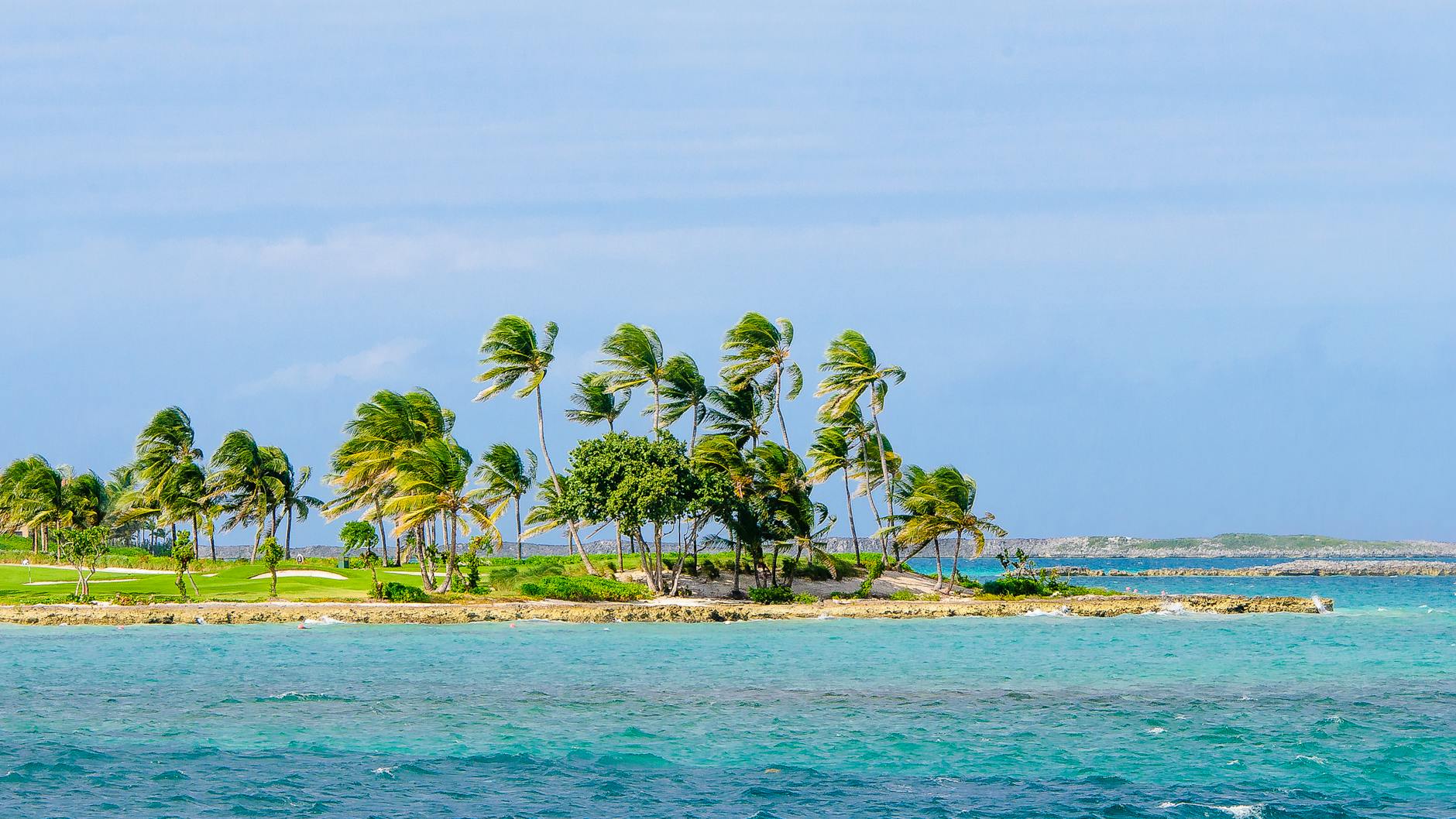 green coconut trees on beach