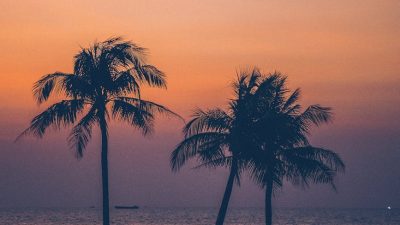 silhouette of palm trees near the sea during sunset