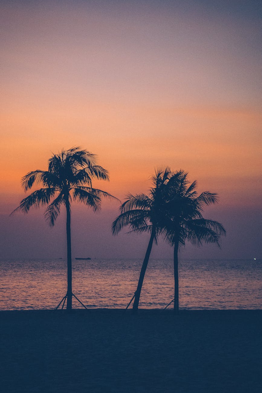 silhouette of palm trees near the sea during sunset