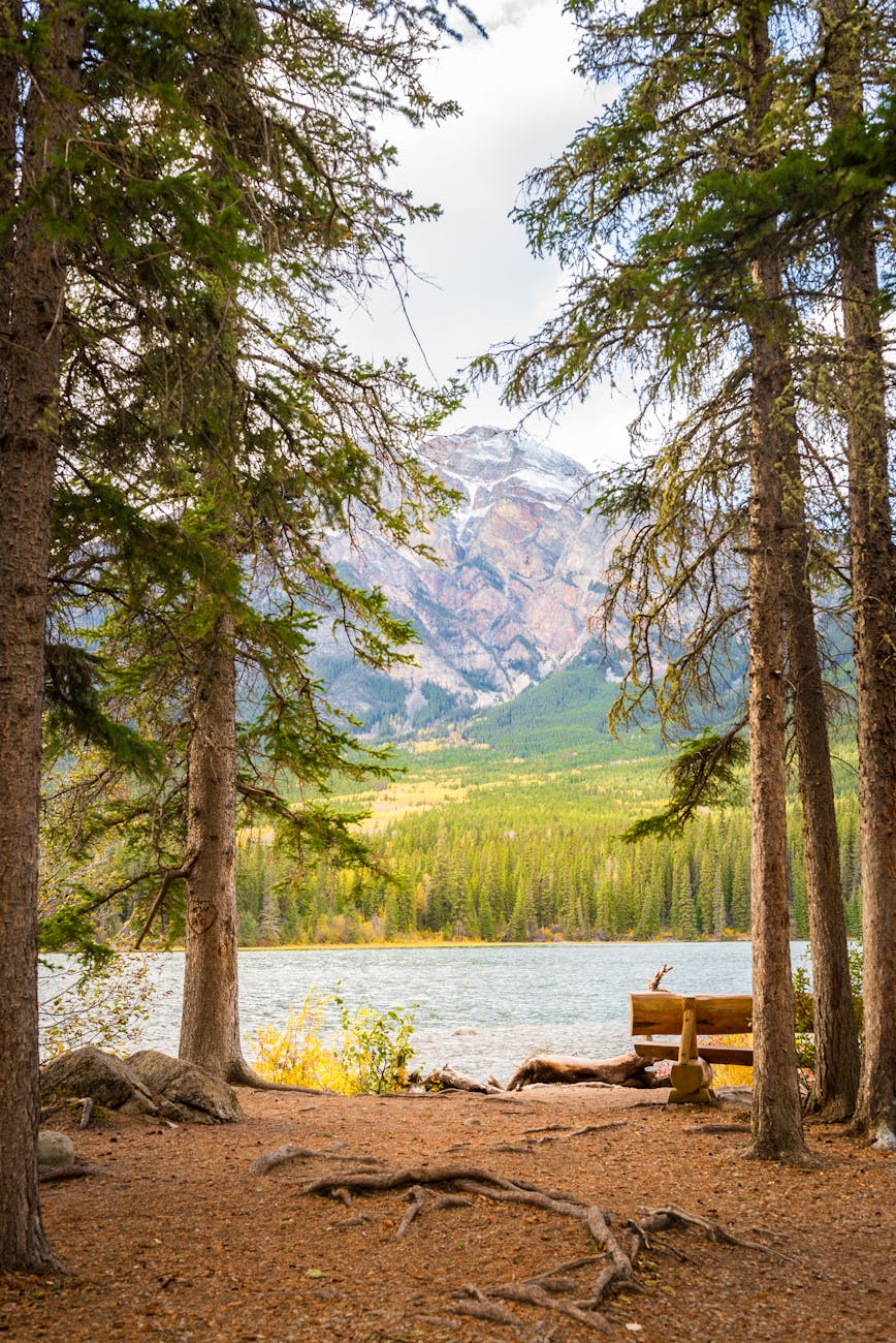 bench by river in wilderness