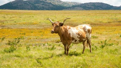 photo of a brown and white cow with long horns