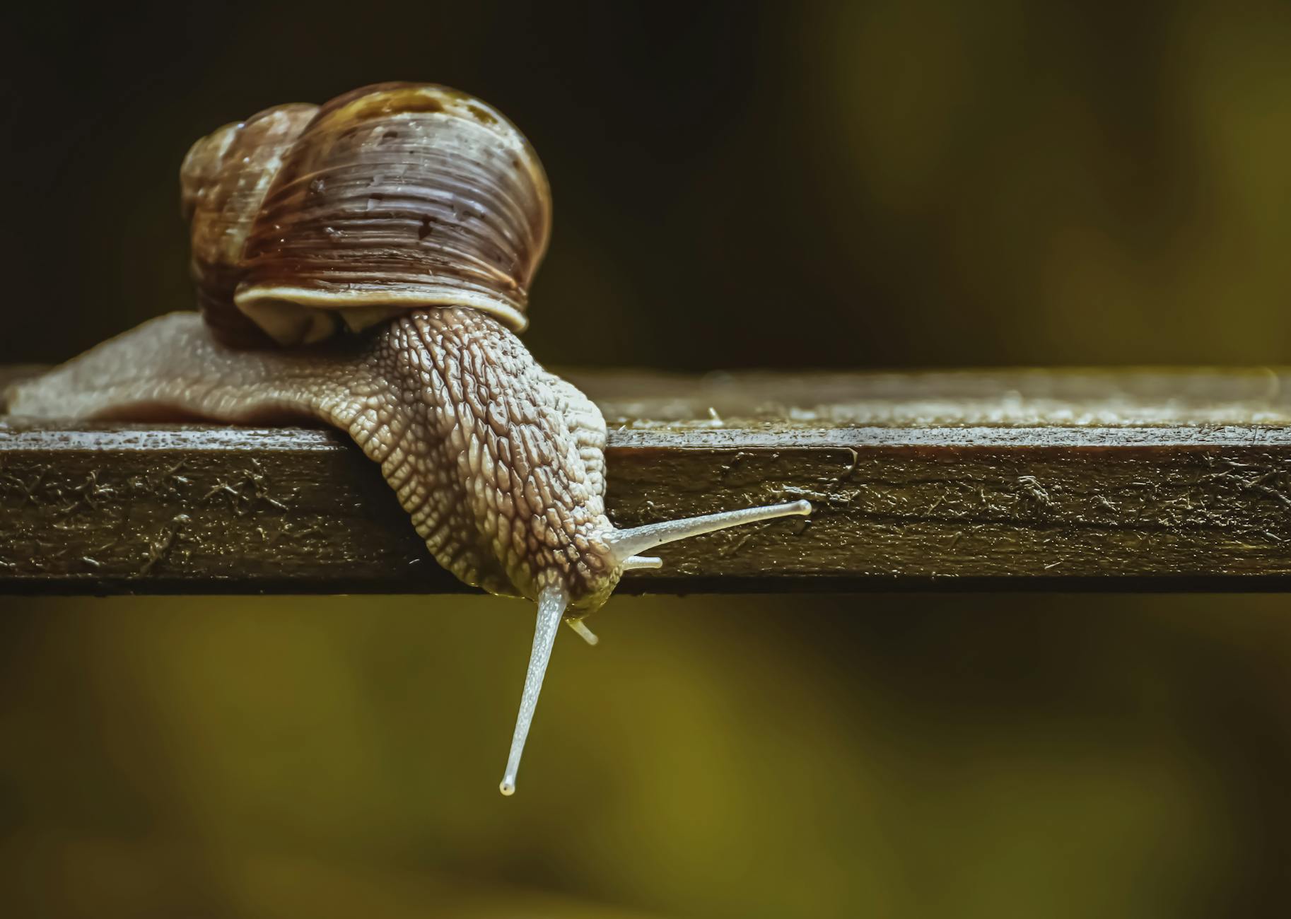 close up photo of snail
