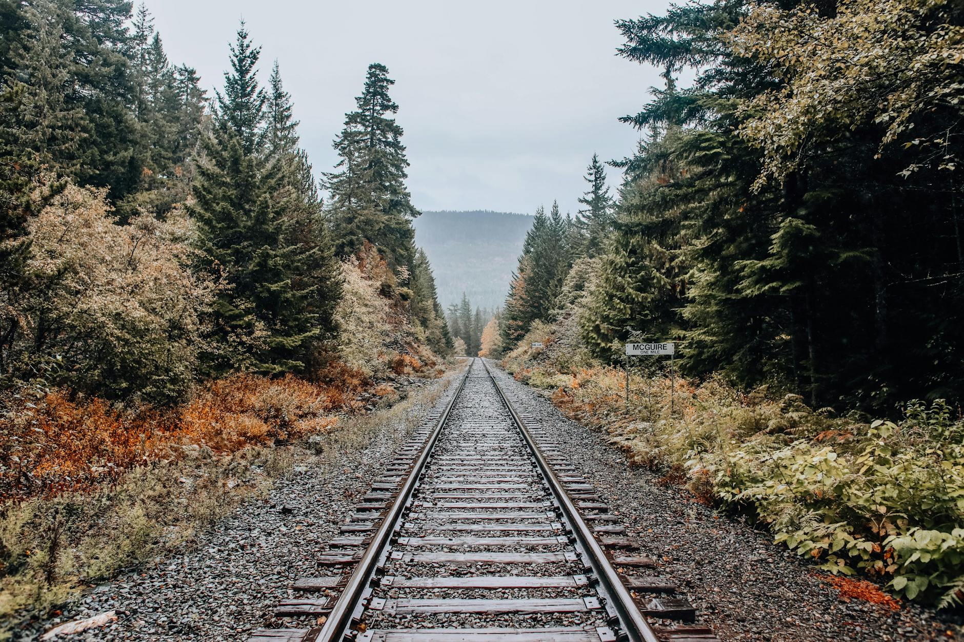 a railroad track lined with trees