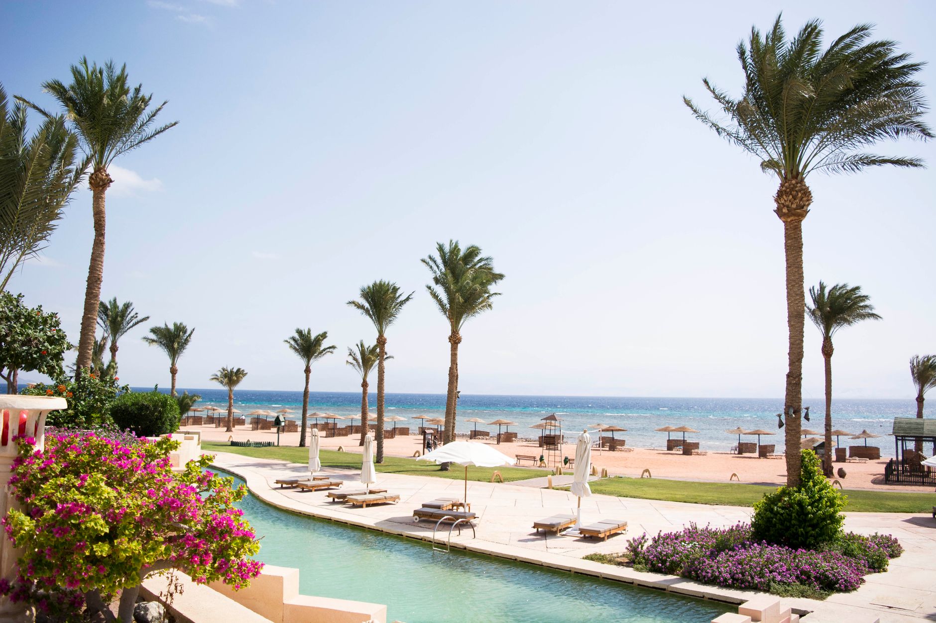 green palm trees near swimming pool