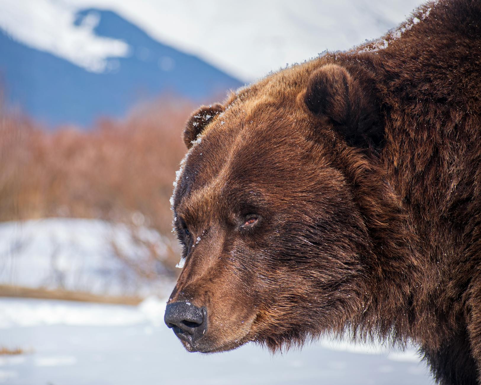 close up shot of a bear