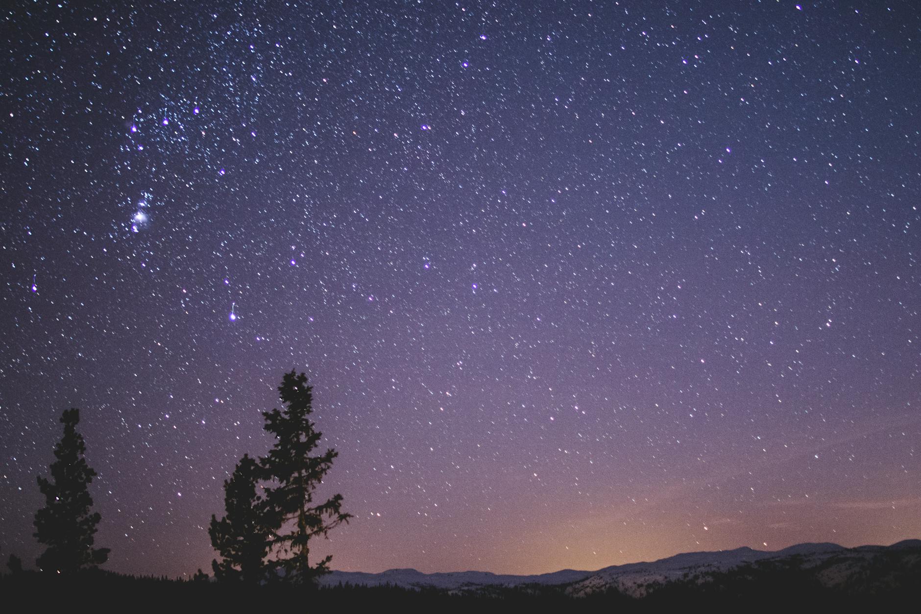 silhouette of spruce trees under starry night