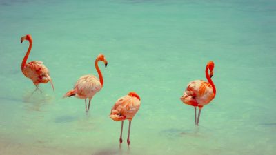 pink flamingos on water