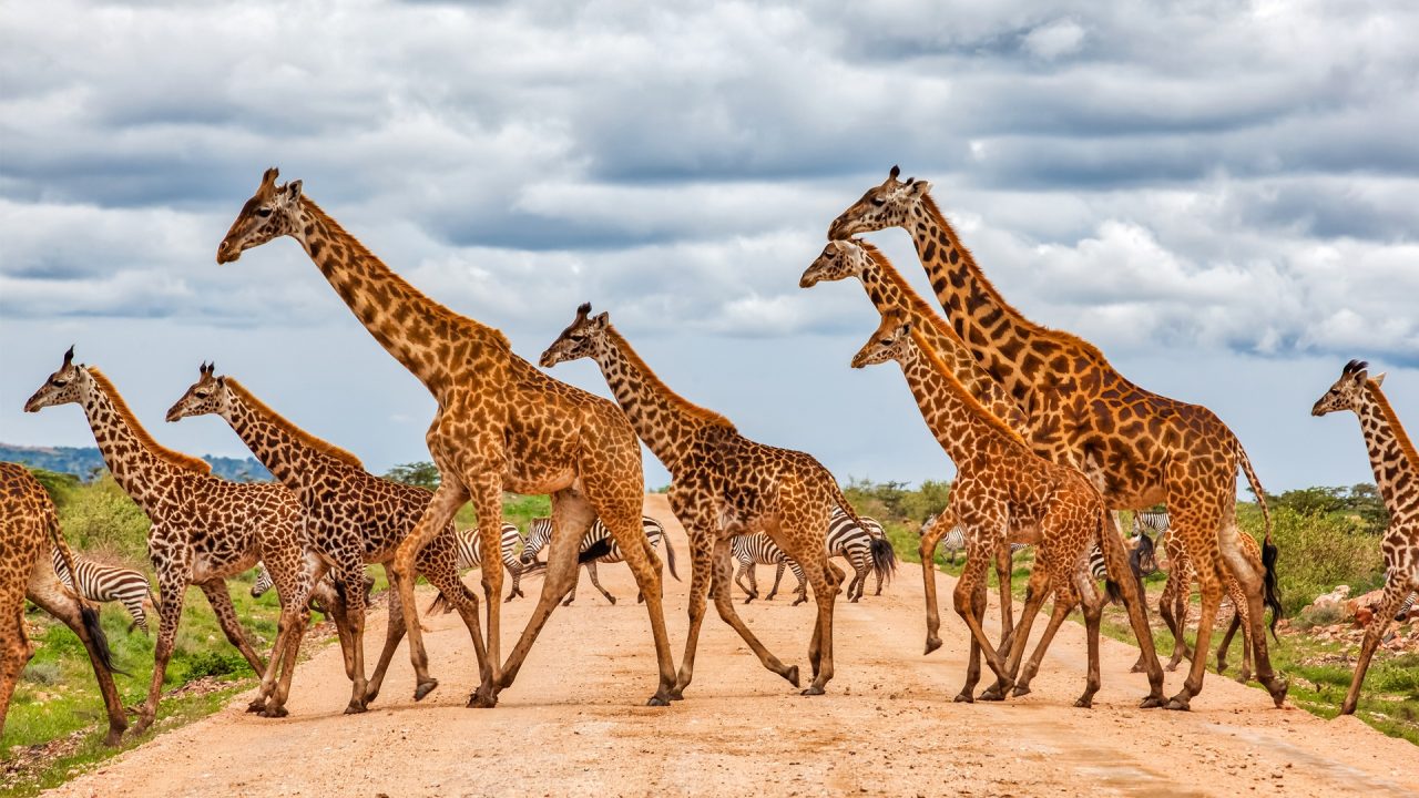 Africa With Unique Island & Non-public Safari Reserve – Chris Cruises Africa With Unique Island & Non-public Safari Reserve – Chris Cruises